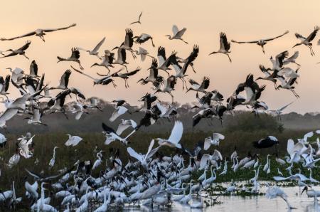 Birds landing on the water during sunset in the North Pantanal