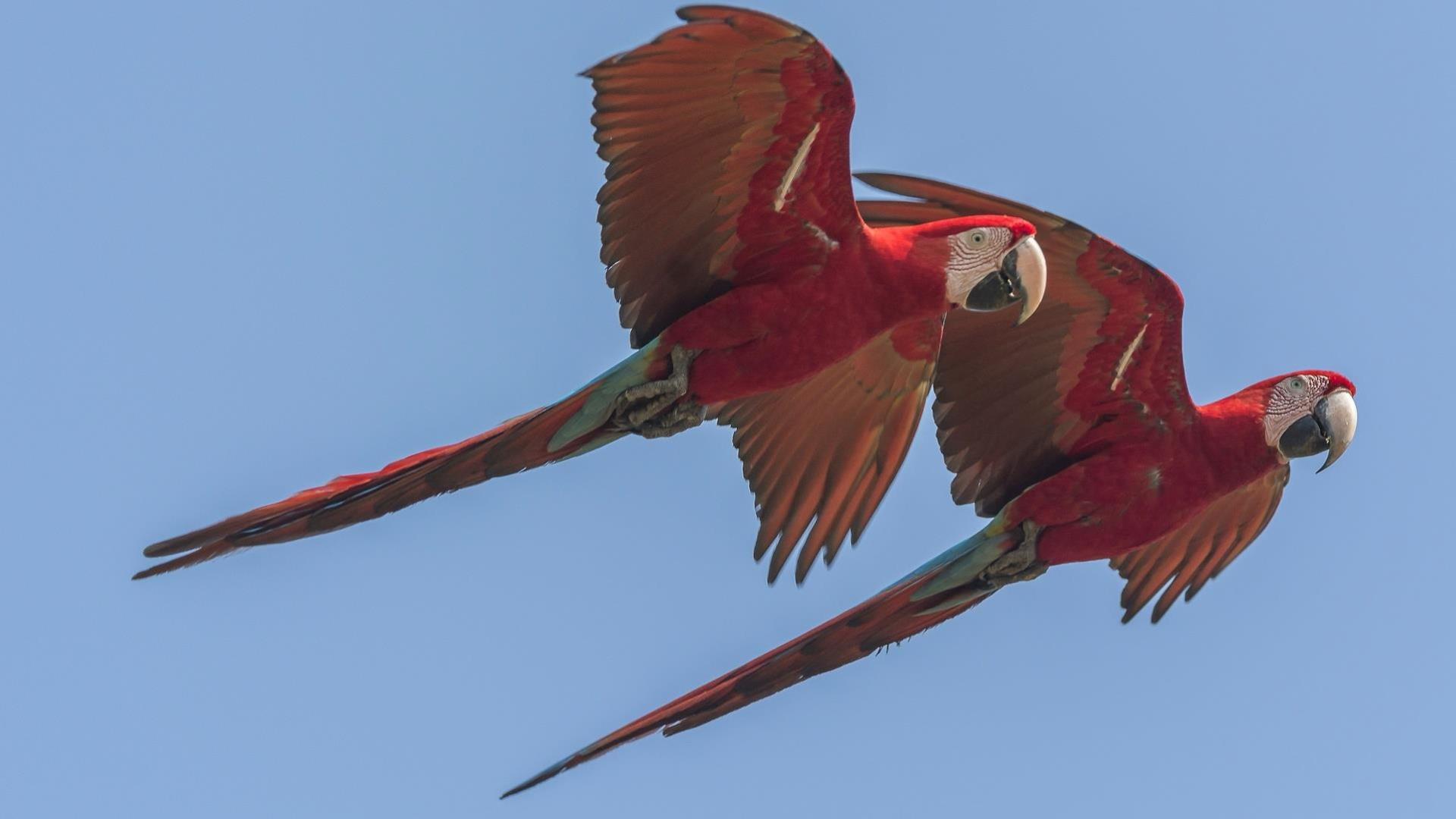A couple of macaws flying by in the northern Pantanal