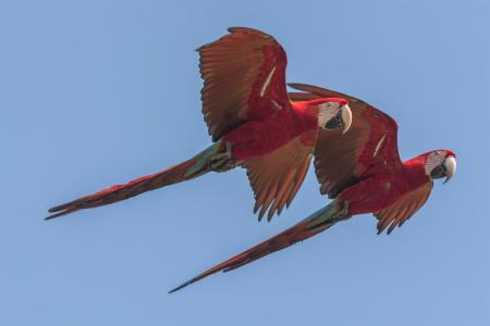 A couple of macaws flying by in Bonito