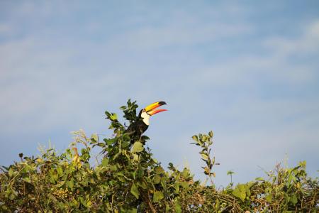 A tucano in the trees of Bonito in the Southern Pantanal