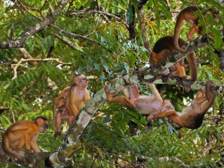 Amazon wildlife observation with a bunch of monkeys in a tree