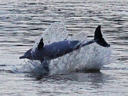 A pink dolphin jumping out of the water of the Amazon river