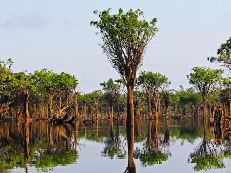Large trees feflectin in the water during rein season in the Amazon