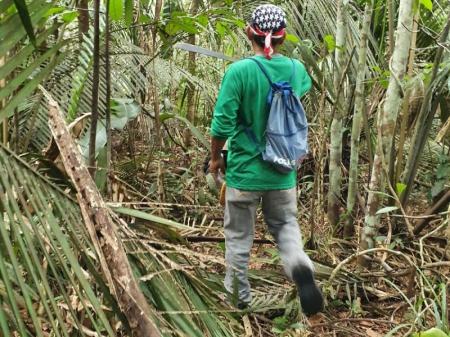 Nature hike into the Rainforest