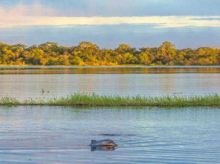 Dolphin spotting in the Amazon 