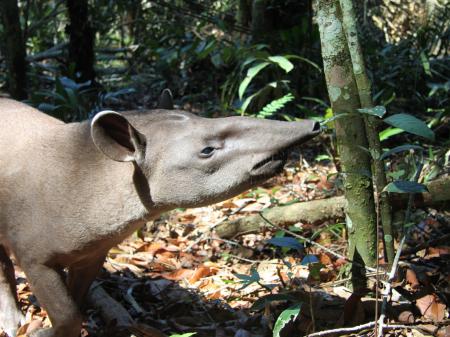 A curious Brazilian Tapir coming closer in the Amazon Rainforest
