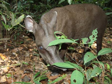 Curious Tapir in the jungle near to Anavilhanas Jungle Lodge