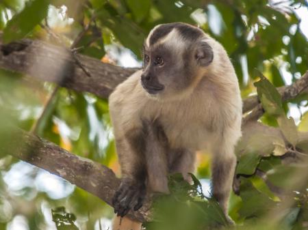 Pousada Piuval Wildlife