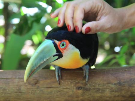 A colorful Tucan bird, in the Foz do Iguacu Bird Park