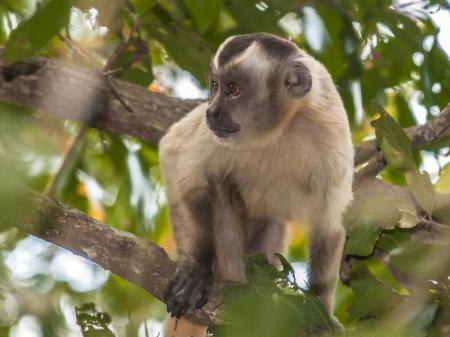 Monkey North Pantanal