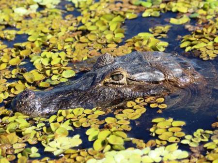 Caiman in the North Pantanal Region