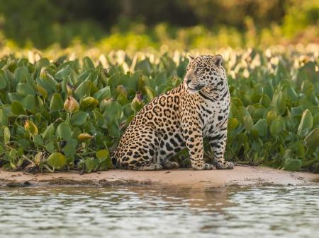 Jaguar on the sandbar