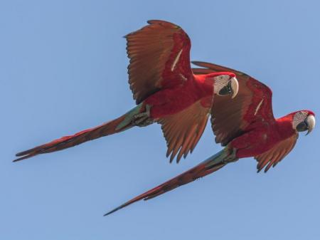 Parrots North Pantanal