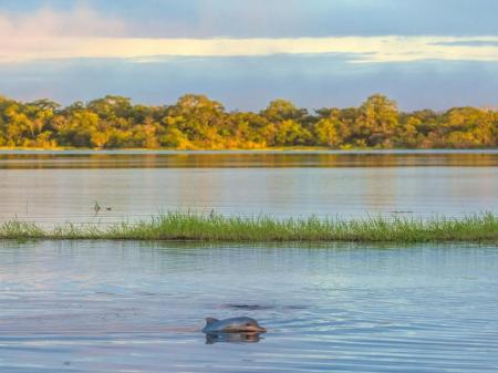 Pink Dolphin swimming in the river