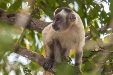 Watching a monkey on a tree during a trip in the Pantanal