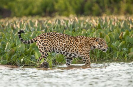 A jaguar going to swim in the wetlands of the Pantanal