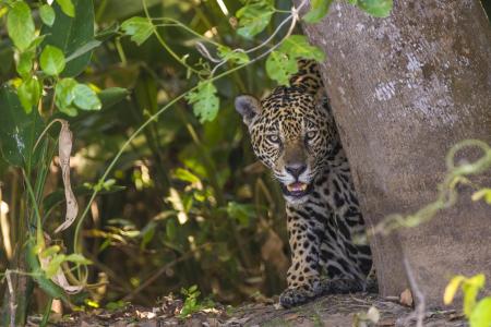 A jaguar hiding behind a tree during a boat safari in the Pantanal