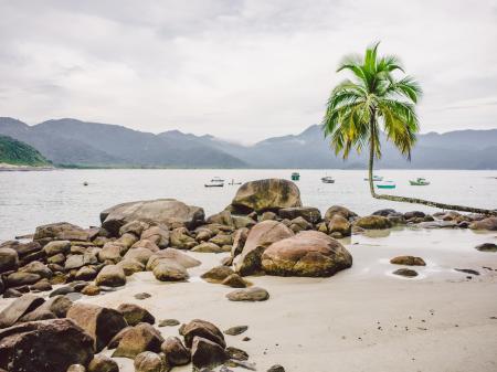 A palm tree on the beach, in the background the Atlantic Rainforest of Ilha Grande