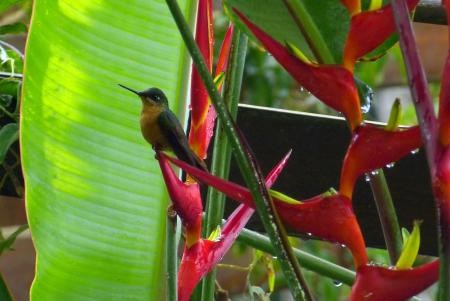 A small colibri on a colorful banana flower at Eco Lodge Itororo in Nova Friburgo