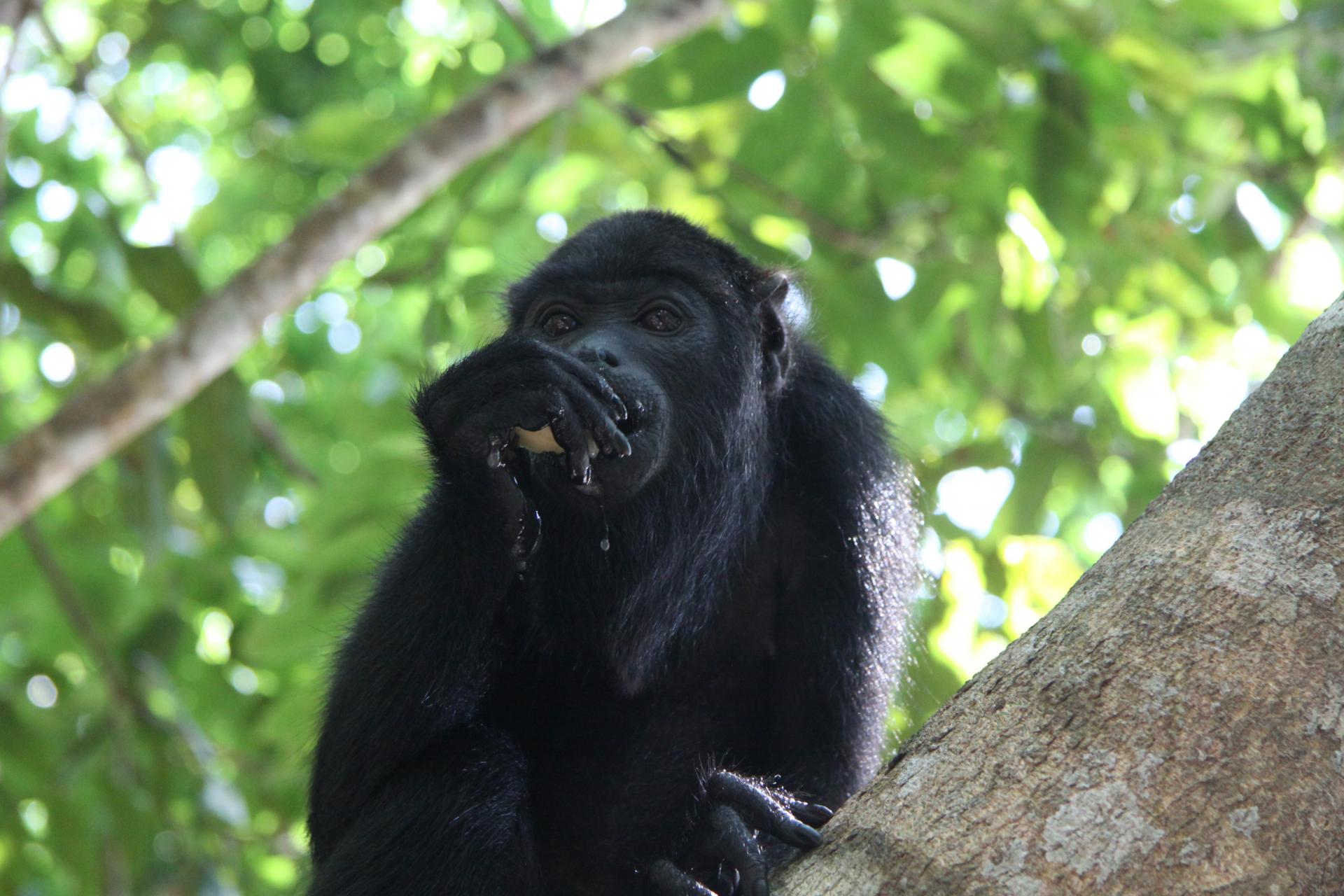 12 Days Active Travel in a small group Amazon Survival Tour: black monkey