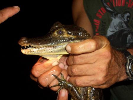 Amazon Survival Tour caiman