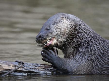 An otter in the southern Pantanal