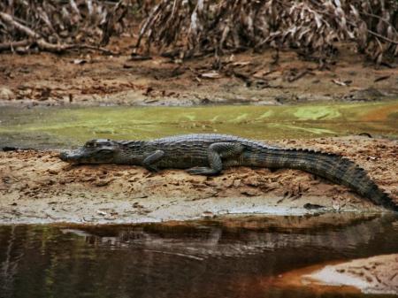 Caiman resting on a river bank