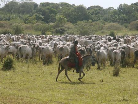 A cowboy on a horse in the southern Pantanal, Brazil