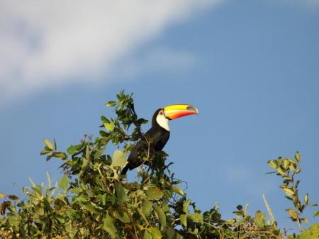 A toucan sitting in a tree in the brazilian Pantanal