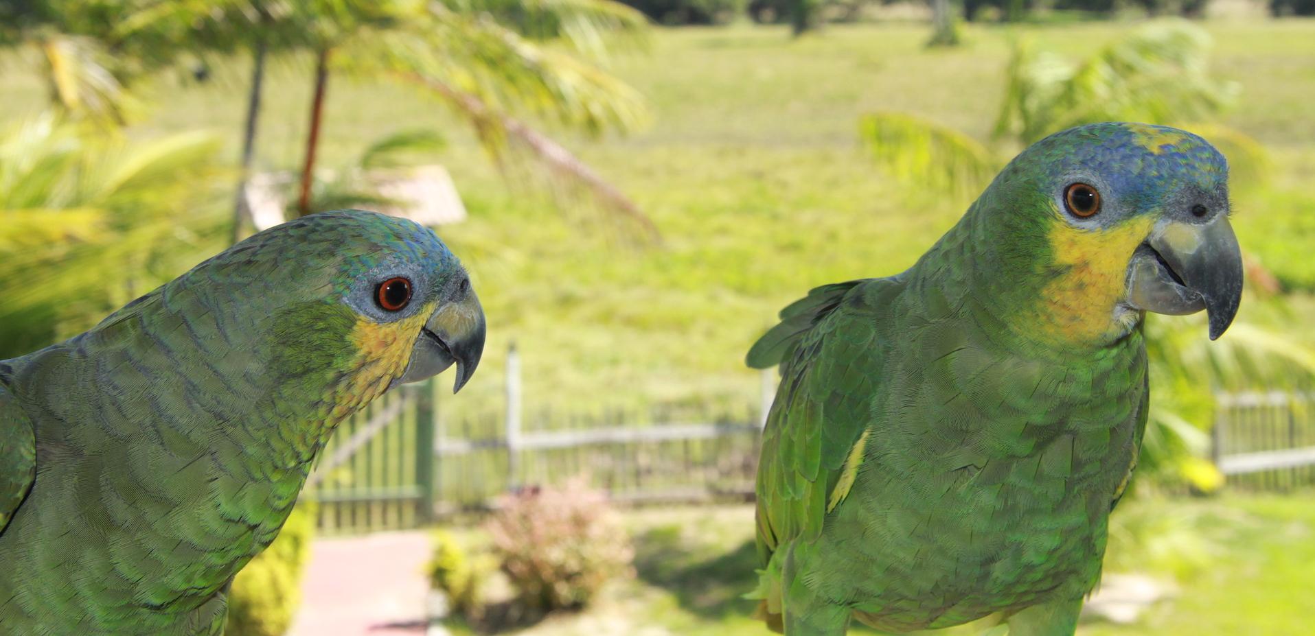 Parrots on the varanda of Fazenda Sanjo, Ilha de Marajo - Brazil