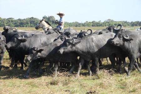 Typical water buffalos at Fazenda Sanjo, Ilha de Marajo - Brazil