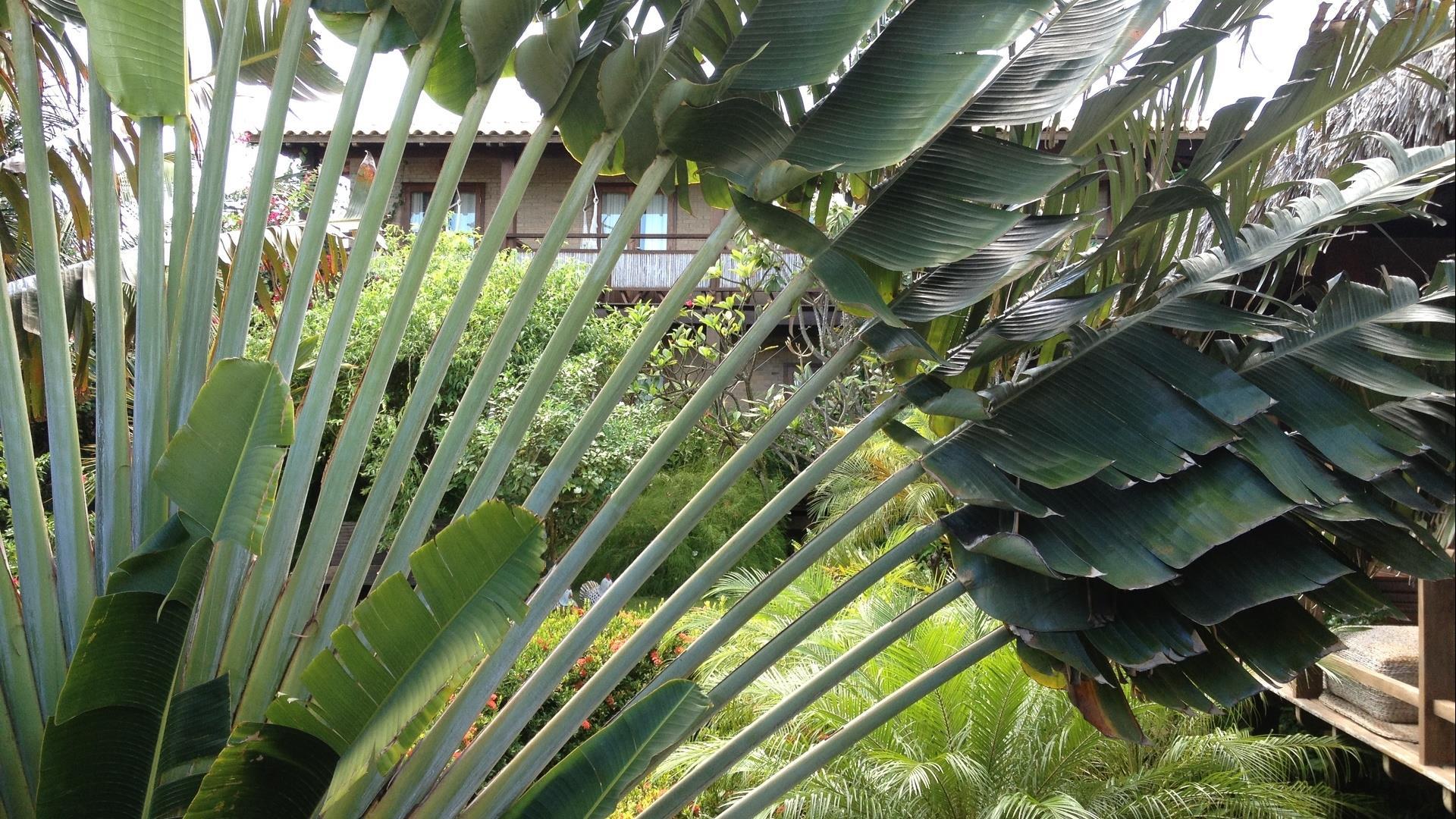 A lush green garden at Pousada Jeriba in Jericoacoara