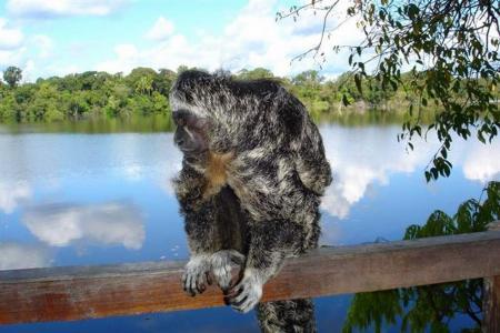 Amazon Juma Lodge: A small Monkey sitting on the handrail in front of the river