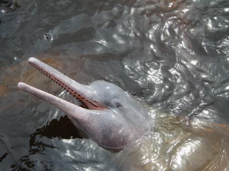 River dolphin in the Amazon