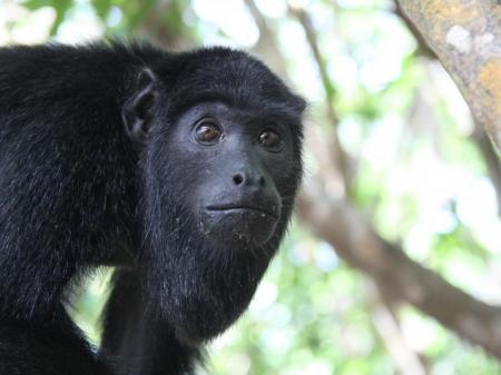 Monkey in the Amazon