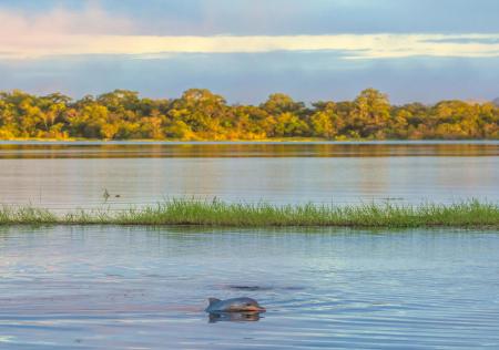 River dolphin at Juma Amazon Lodge