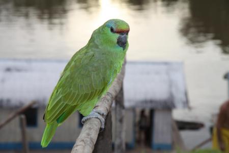 Colorful parrot at the Juma Amazon Lodge