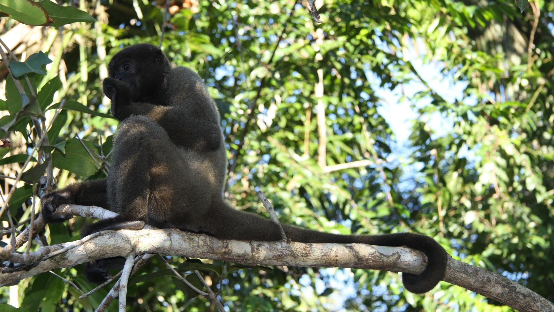 Monkey in a tree near to the river and Juma Amazon Lodge