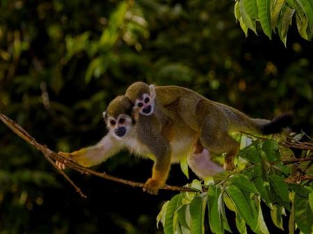 Monkeys near at Uakari Lodge