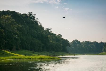 Riverbanks near to Uakari Lodge in the Amazon