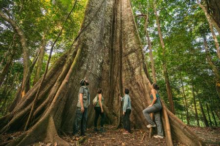 Huge tree in the rainforest near Uakari Lodge