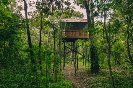 A tower in the middle of the jungle, for birdwatching and wildlife