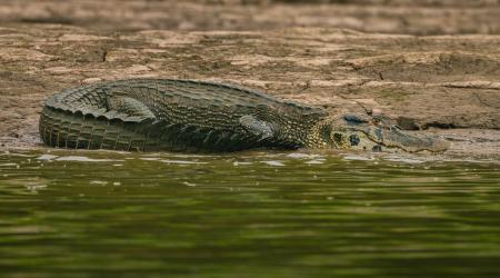 Caiman on a river bank during an excursion