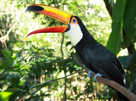 Toucan in the rainforest