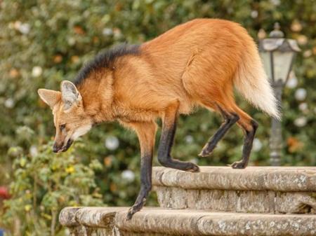 When descending the stairs: Lobo Guara Santuario do Caraca credits Eduardo Franco Destinos