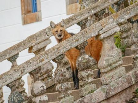 On the stairs: Lobo Guara Santuario do Caraca credits Eduardo Franco Destinos