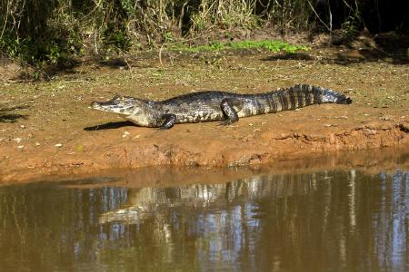 A caiman laying in the sun on a river bank in the northern Pantanal