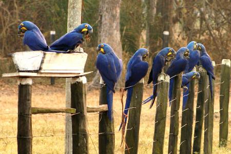 Blue Macaws at Caiman Lodge