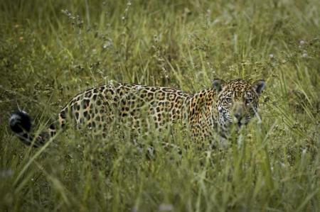 A jaguar in the grasslands of the southern Pantanal