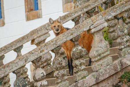 A rare picture of a manned wolf at the steps of Pousada do Caraca near Ouro Preto, Brazil